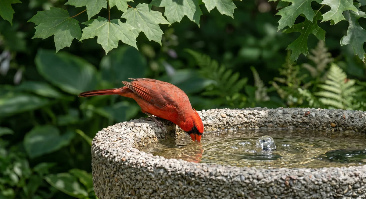 A Northern Cardinal safely perched on the textured edge of a shallow concrete bird bath in dappled shade
