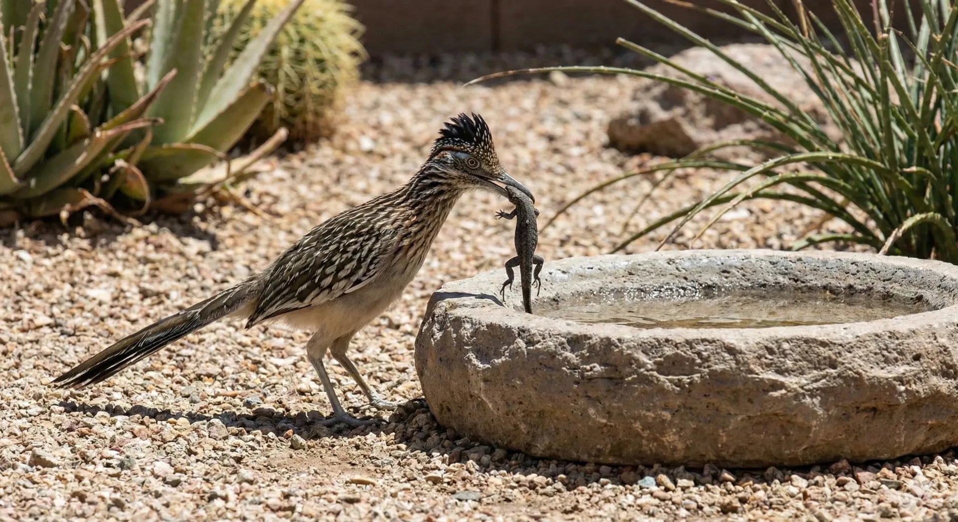 A roadrunner holding a lizard in its beak, preparing to bash it against the rim of a stone bird bath.