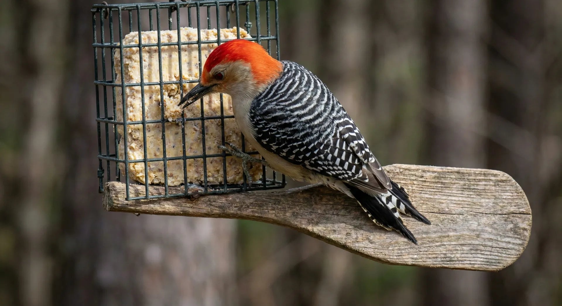 A woodpecker using a tail prop suet feeder for stability