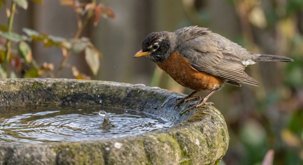 American robin perched on a stone bird bath rim