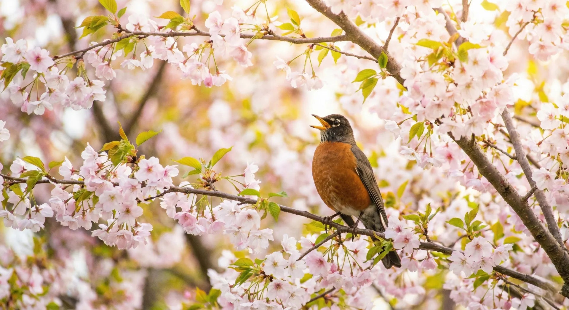 American Robin singing in a flowering spring tree, symbolizing hope