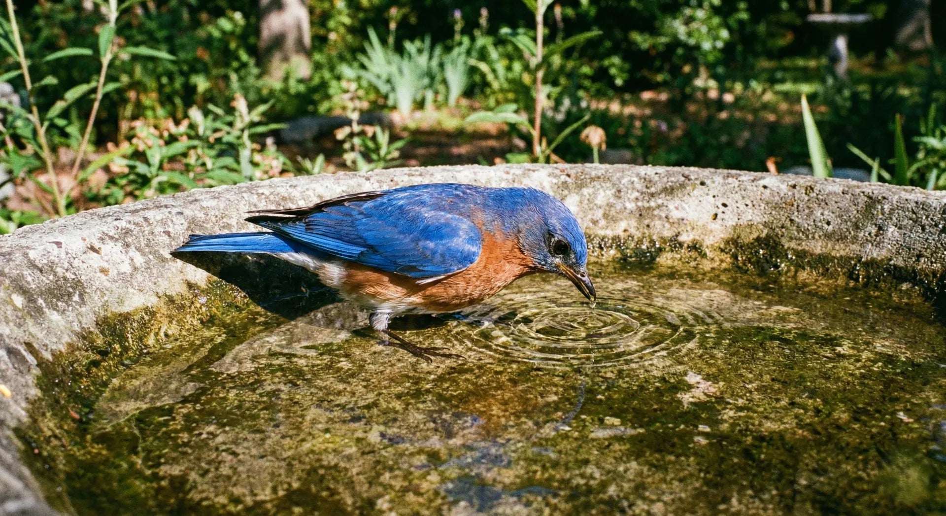 Eastern bluebird feeling safe in a shallow, ankle-deep concrete bird bath