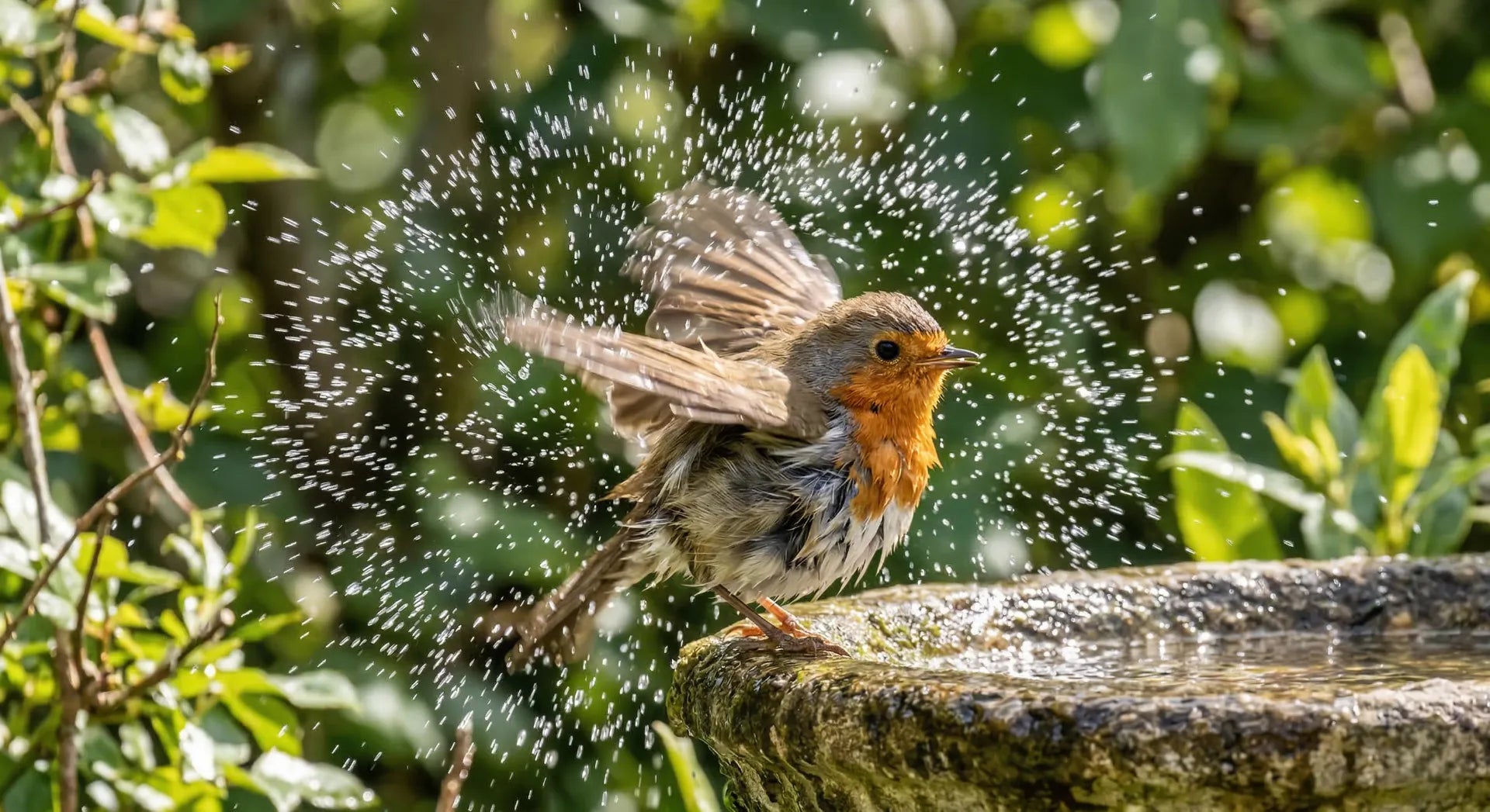High-speed photography of a songbird shaking its feathers after a bath, surrounded by a halo of frozen water droplets.