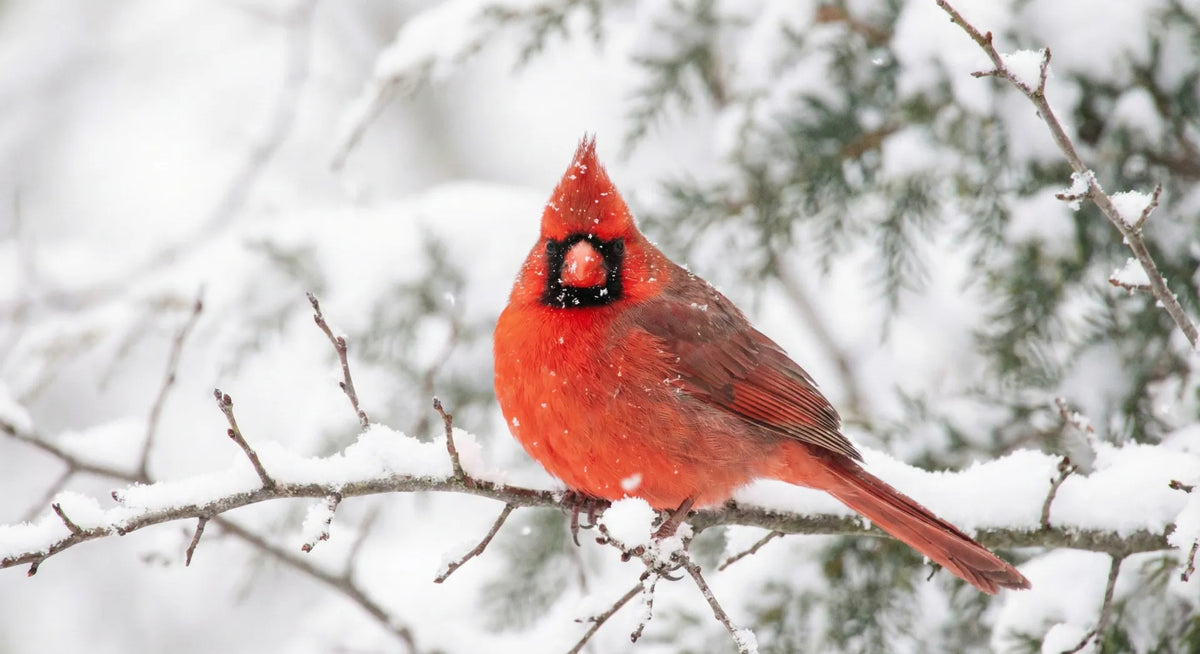 Red Cardinal in snow, symbolizing hope and angels